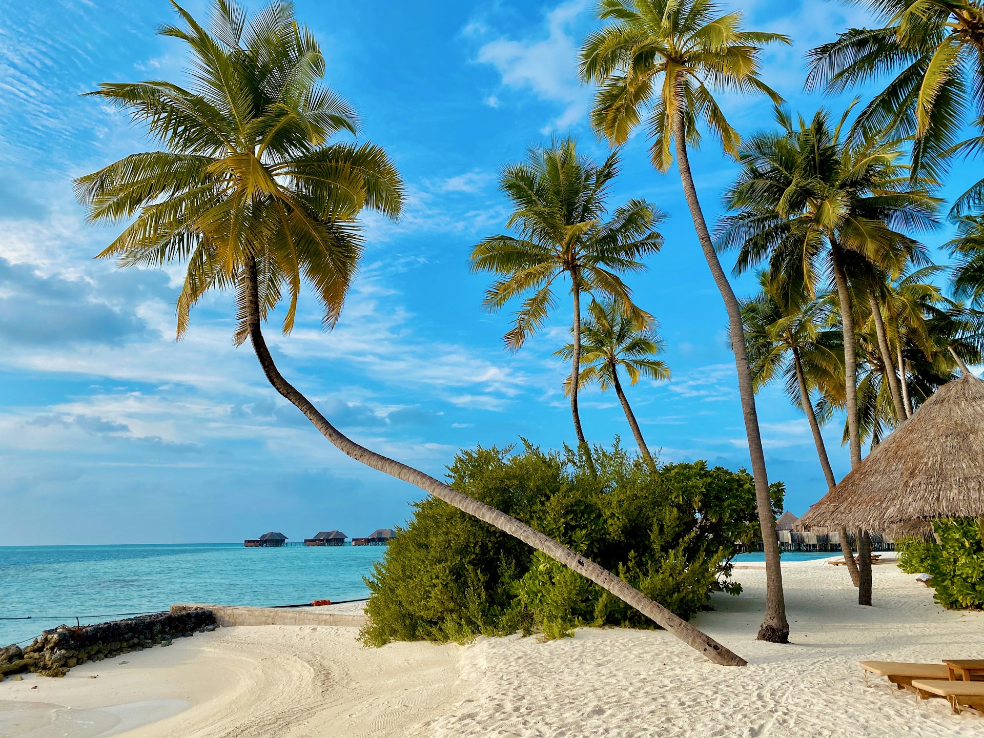 Tropical beach with palm trees and bungalows